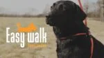 Pettorina con guinzaglio in corda per cani, nera, Regular 345 cm – Easy Walk modello da spalla - immagine 3