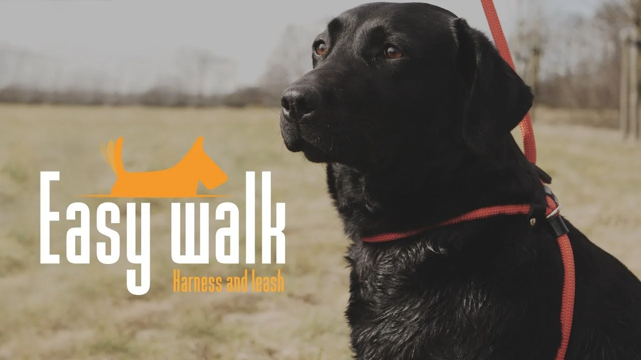 Pettorina con guinzaglio in corda per cani, Rosso, Mini 210 cm – Easy Walk modello da mano - immagine 4
