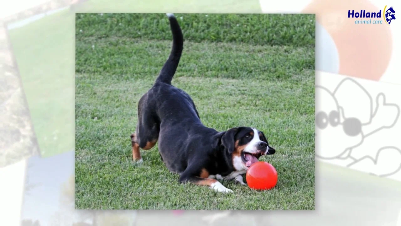 Palla rimbalzante per cani, galleggiante, rossa M, 15 cm – Jolly Pets Bounce-n-Play - immagine 2