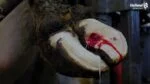 Colla per zoccoli per blocchetti in legno e gomma, 200 ml – Excellent Easy2do Glue - immagine 2