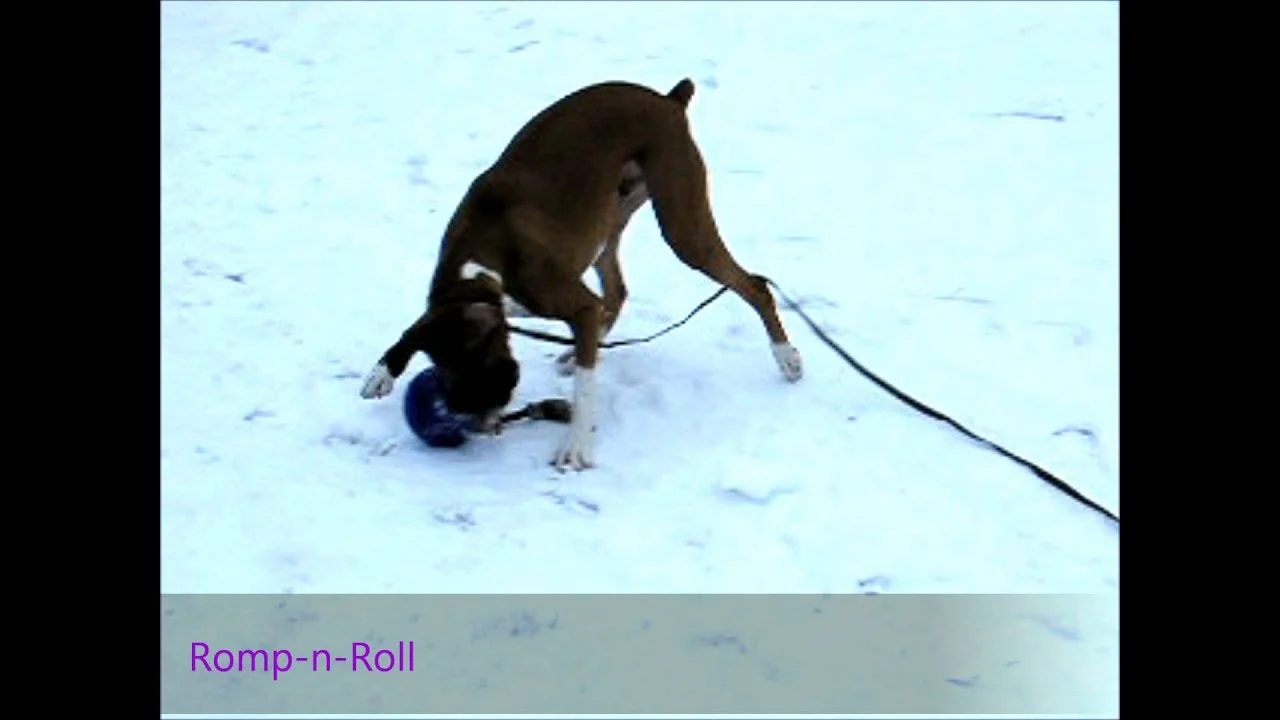 Palla per cani con corda, galleggiante, rossa L (20 cm) – Jolly Pets Romp-n-Roll - immagine 2