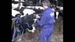Sollevatore per la testa per la somministrazione orale alle bovine – Vink - immagine 6