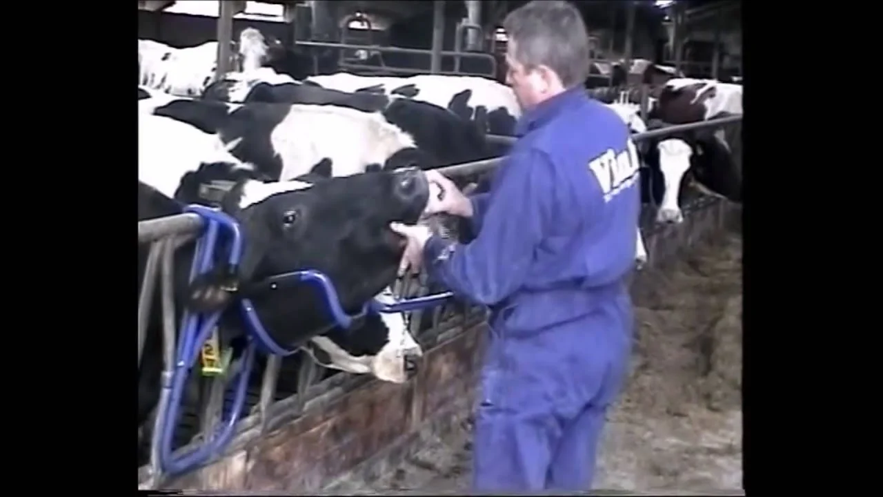 Sollevatore per la testa per la somministrazione orale alle bovine – Vink - immagine 6