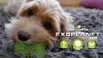 Palla per cani con punte e squeaker, M 8 cm, arancione – Dog Comets Exoplanet - immagine 3