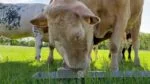 Pietra da leccare con minerali per bovini, ovini e caprini, 10 kg – Excellent Salt Lick Parex - immagine 2
