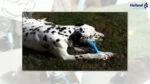 Osso da masticare in gomma flessibile con profumo di vaniglia, M 20 cm – Jolly Pets Jolly Bone - immagine 4