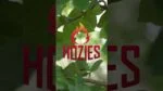 Giocattolo per cani in manichetta antincendio, M – Hozies Billy Bengal - immagine 2
