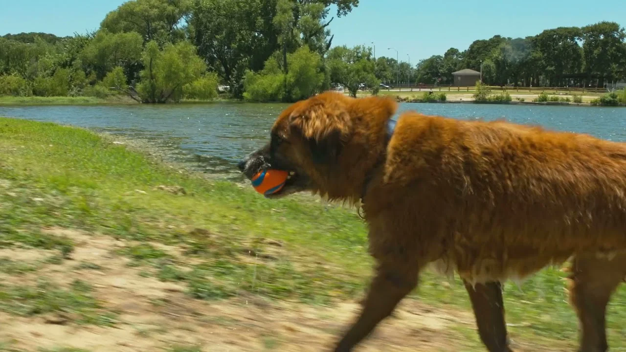 Pallina per cani in gomma M, ø 6 cm – Chuckit! Ultra Ball - immagine 3