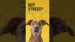Snack morbidi da masticare per cani nei momenti di stress, 60 pezzi – Excellent Pets No Stress Soft Chews - immagine 2