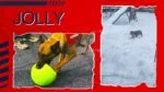 Palla da riporto per cani azzurra, 20 cm – Jolly Pets Jolly Soccer Ball - immagine 4