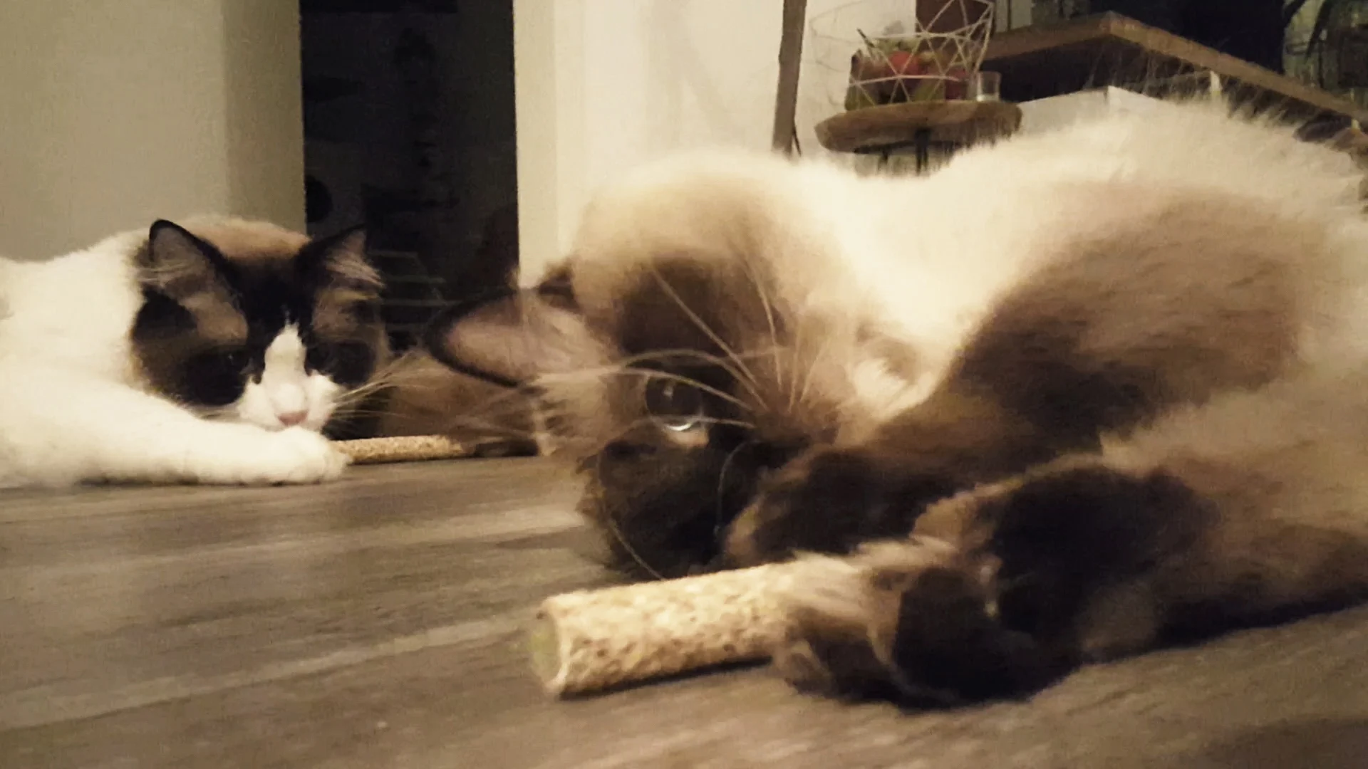 Gioco in legno a forma di manubrio per gatti con MADNIP – Addicted! Wood Dumbell - immagine 5