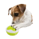 Pulsanti per l’addestramento del cane con funzione di registrazione, 4 pezzi da 11 x 11 x 6 cm – AFP Interactives - Dog Interpreter - immagine 2