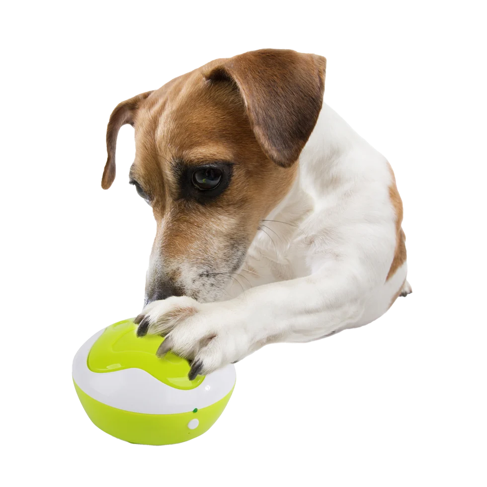 Pulsanti per l’addestramento del cane con funzione di registrazione, 4 pezzi da 11 x 11 x 6 cm – AFP Interactives - Dog Interpreter - immagine 2