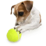 Dispenser di premi per cani con telecomando a forma di pallina – AFP Interactives - Lucky Treat with Rolling Ball - immagine 5