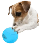Palla in gomma per cani con sonaglio, ø 6,3 cm – AFP Meta Ball Bounce & Rattle Ball - immagine 3