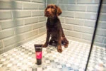 Shampoo per cuccioli per pelli sensibili, 250 ml – Animology Puppy Love - immagine 3