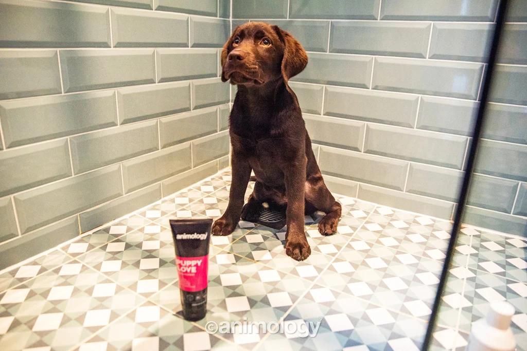 Shampoo per cuccioli per pelli sensibili, 250 ml – Animology Puppy Love - immagine 3