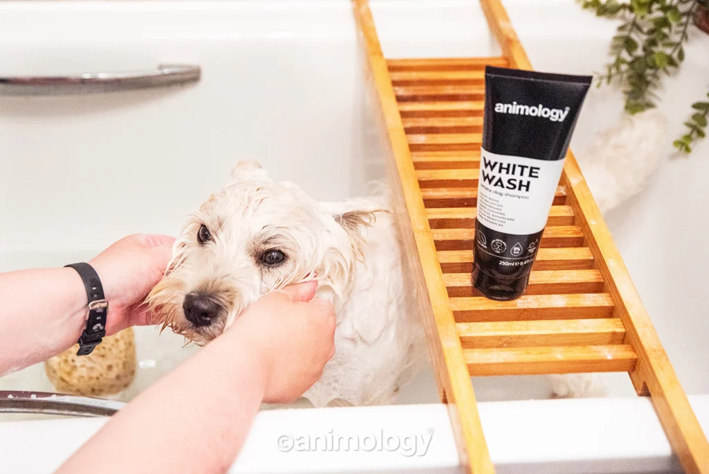 Shampoo per cani con pelo bianco e chiaro, 250 ml – Animology White Wash - immagine 2