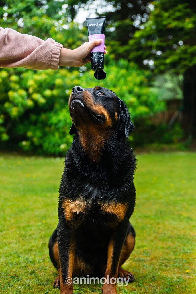 Shampoo per cani per lavare via pulci e zecche, 250 ml – Animology Flea & Tick - immagine 3