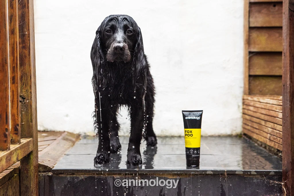 Shampoo per cani contro i cattivi odori, 250 ml – Animology Fox Poo - immagine 4