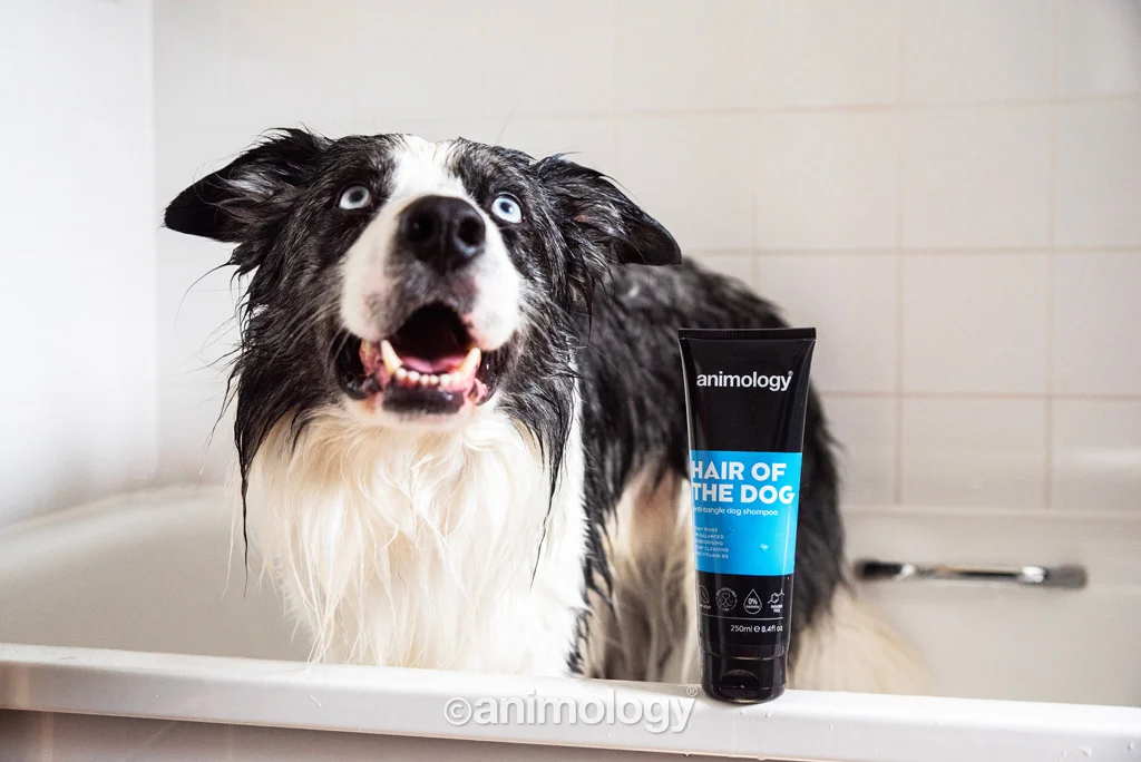 Shampoo districante per cani con balsamo, 250 ml – Animology Hair Of The Dog Anti-Tangle - immagine 3