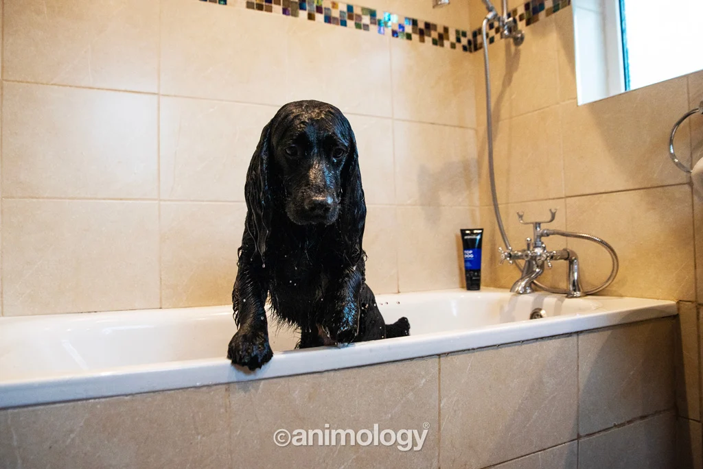 Balsamo per cani districante, 250 ml – Animology Top Dog Conditioner - immagine 2