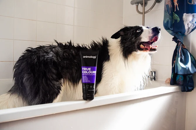 Shampoo ravvivante del colore per cani, 250 ml – Animology True Colours - immagine 4