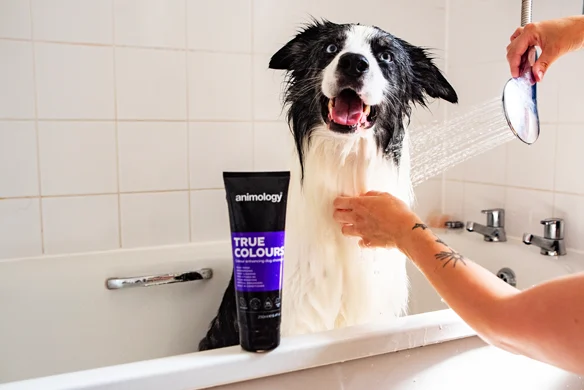 Shampoo ravvivante del colore per cani, 250 ml – Animology True Colours - immagine 5