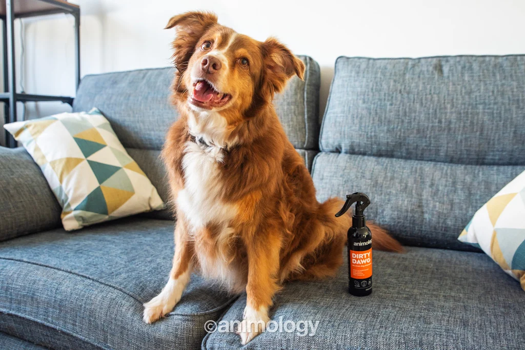 Shampoo spray per cani senza risciacquo, 250 ml – Animology Dirty Dawg - immagine 3