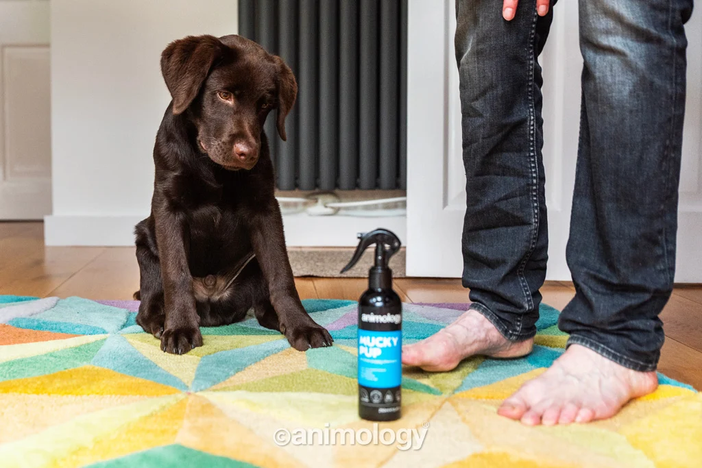 Shampoo spray per cuccioli senza risciacquo, 250 ml – Animology Mucky Pup - immagine 2