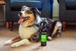 Spray deodorante per il pelo dei cani, 250 ml – Animology Stink Bomb Deodorising Dog Spray - immagine 2