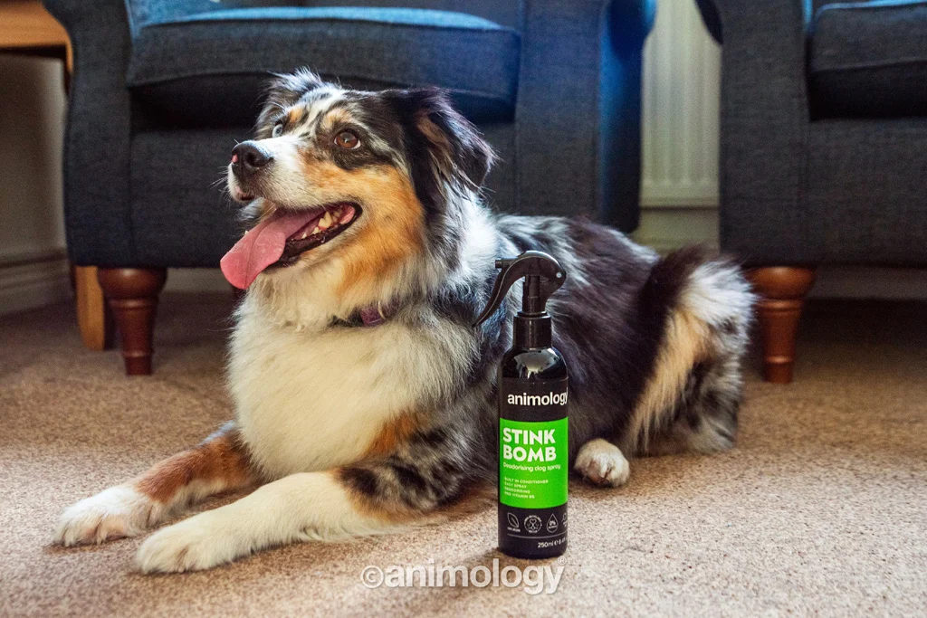 Spray deodorante per il pelo dei cani, 250 ml – Animology Stink Bomb Deodorising Dog Spray - immagine 2