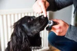 Balsamo per le zampe dei cani, adatto anche al naso, 50 ml – Animology Paws & Nose Balm - immagine 4