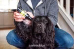 Detergente auricolare per cani con beccuccio, 100 ml – Animology Clean Ears - immagine 4