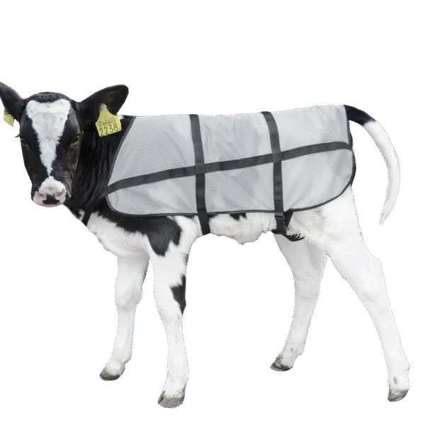 Coperta estiva per vitelli, traspirante, lunghezza sul dorso 70 cm – Bodyguard Calf Summer Blanket