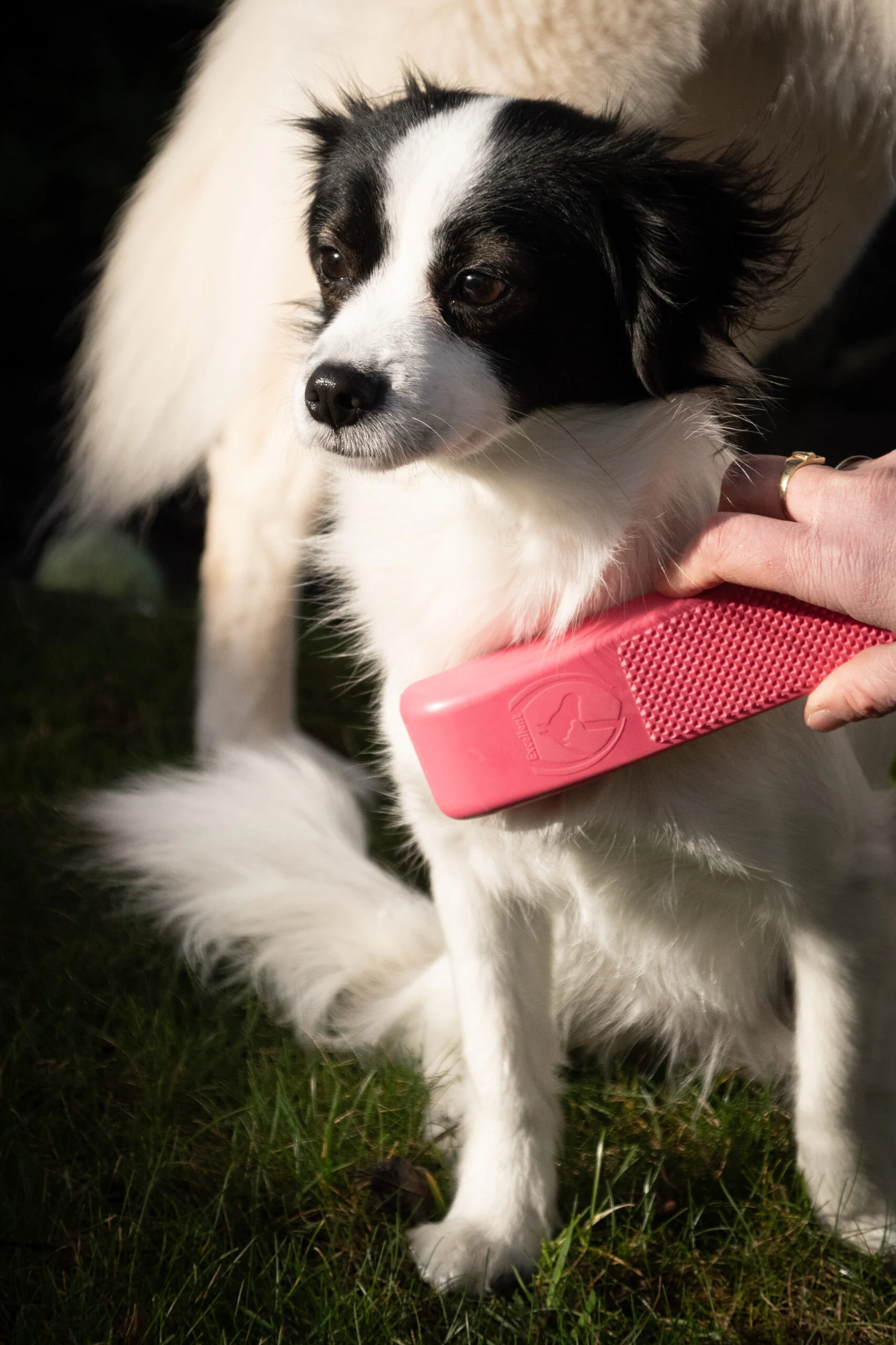 Spazzola per cani per lavaggio e massaggio, media, rosa, 17,5 cm – Excellent Pets Grooming Brush - immagine 2