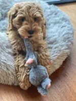 Peluche per cani a forma di coniglio con squeaker – Bunny Puppy Crunchy Knot - immagine 3