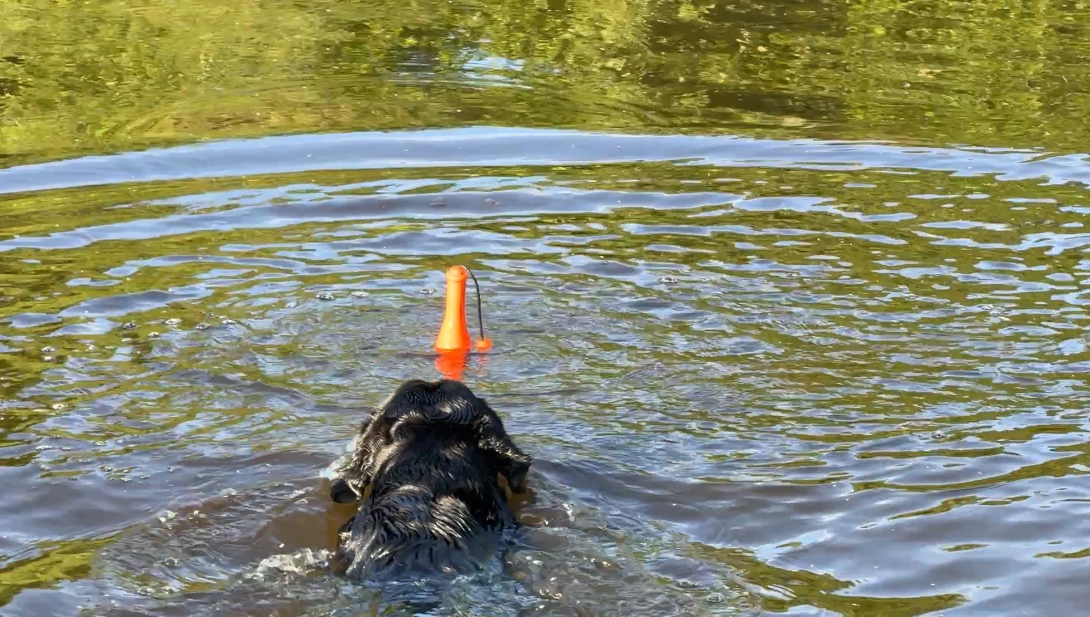 Gioco da riporto con cordino per l’acqua, 23 cm, Verde – Dog Comets Bobber - immagine 4