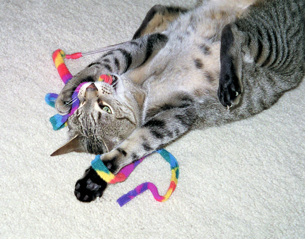 Gioco interattivo per gatti – Cat Dancer Cat Charmer - immagine 2