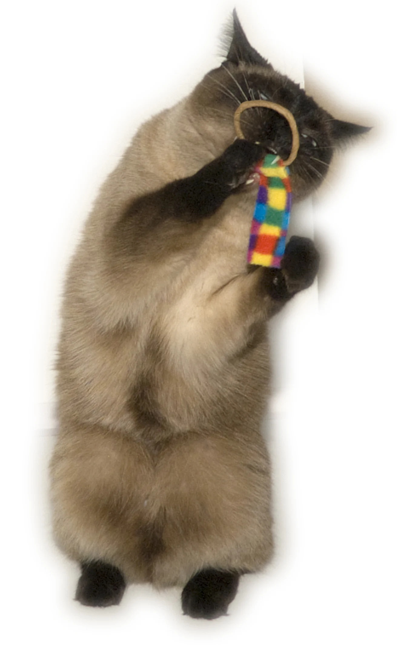 Set di giochi per gatti, 2 pezzi – Cat Dancer Ring Tail Chasers - immagine 2