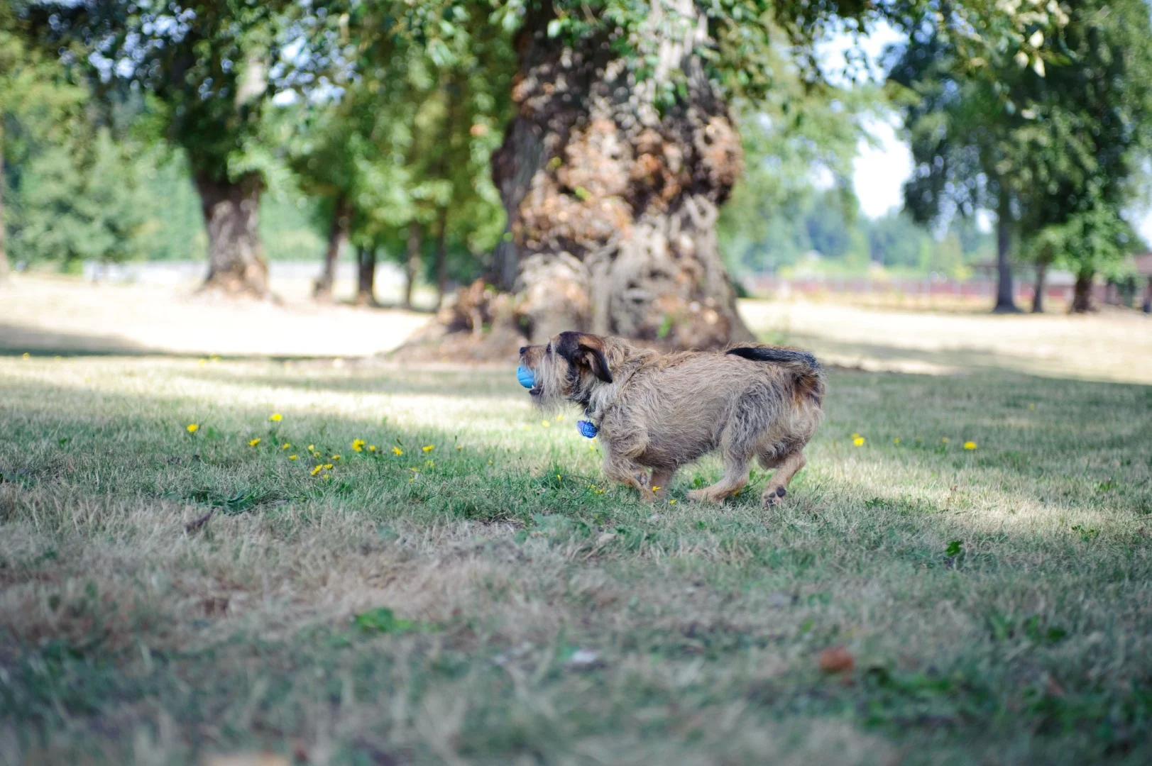 Palla per cani con fischietto S, ø 5 cm, 2 pezzi – Chuckit! The Whistler - immagine 2