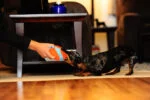 Palla per cani con rivestimento esterno in ciniglia per interni, Ø 12 cm – Chuckit! Indoor Ball - immagine 5