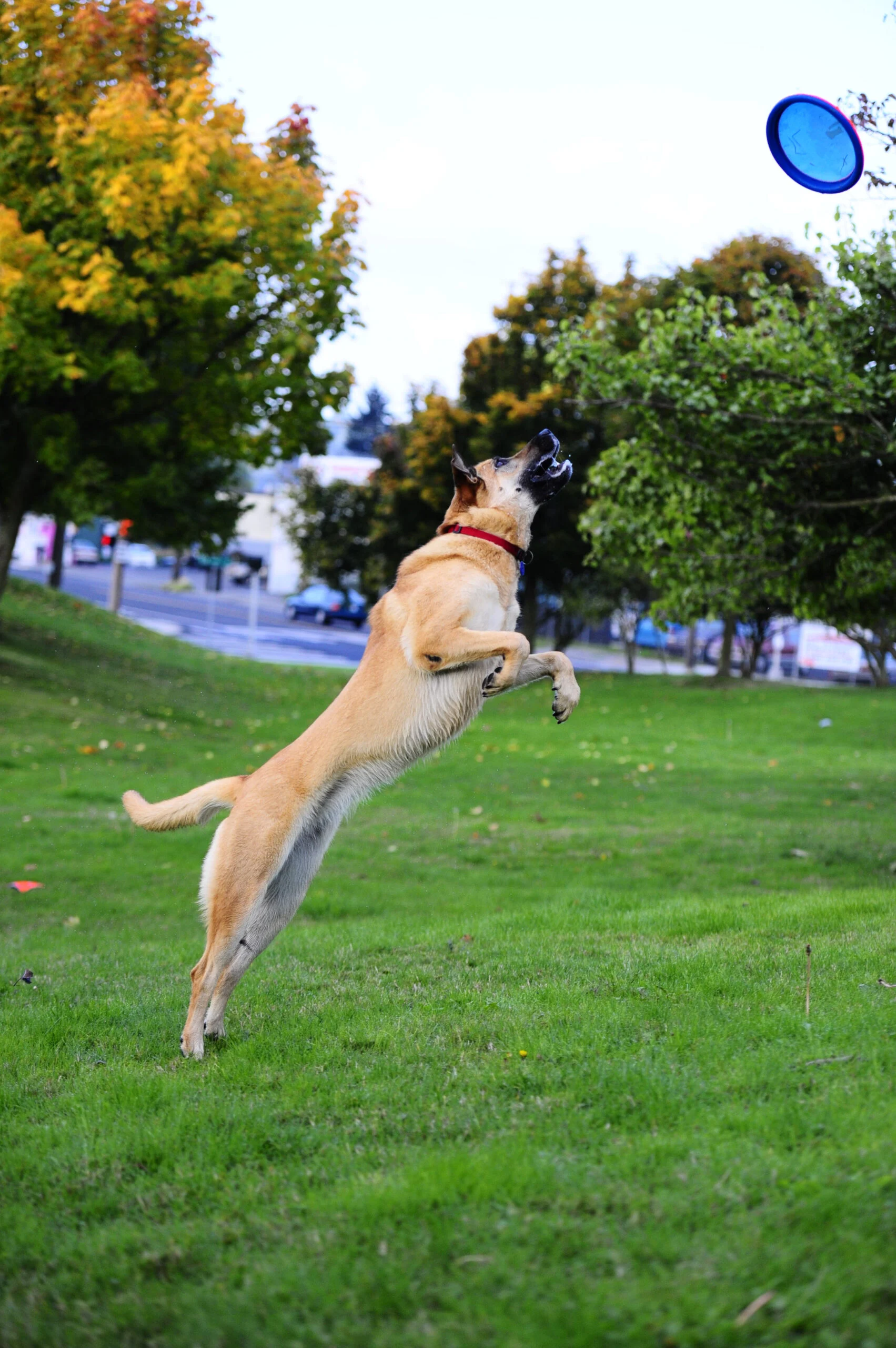 Frisbee galleggiante per cani, Ø 16 cm – Chuckit! Paraflight S - immagine 2