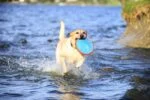 Frisbee galleggiante per cani, Ø 16 cm – Chuckit! Paraflight S - immagine 5