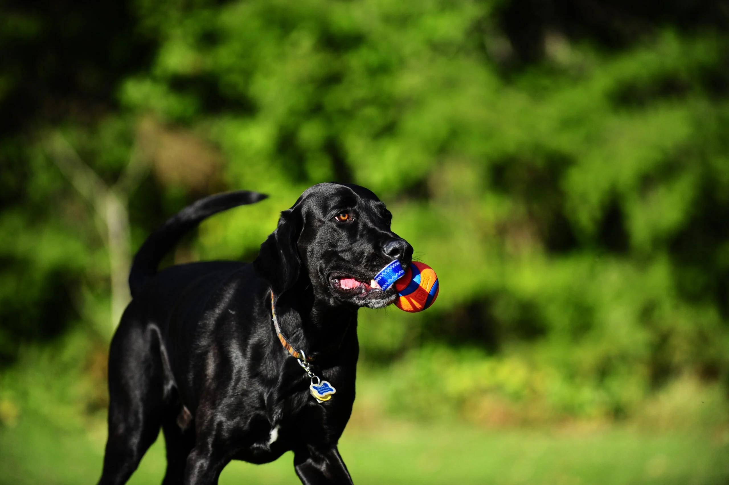 Gioco da tira e molla per cani con pallina da tennis e nastro, ø 5 cm – Chuckit! Ultra Tug S - immagine 3