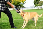 Gioco da tira e molla per cani con pallina da tennis e nastro, ø 5 cm – Chuckit! Ultra Tug S - immagine 4