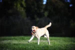 Gioco di tira e molla per cani con 2 palline da tennis e nastro di nylon, ø 5 cm – Chuckit! Ultra Duo Tug S - immagine 4