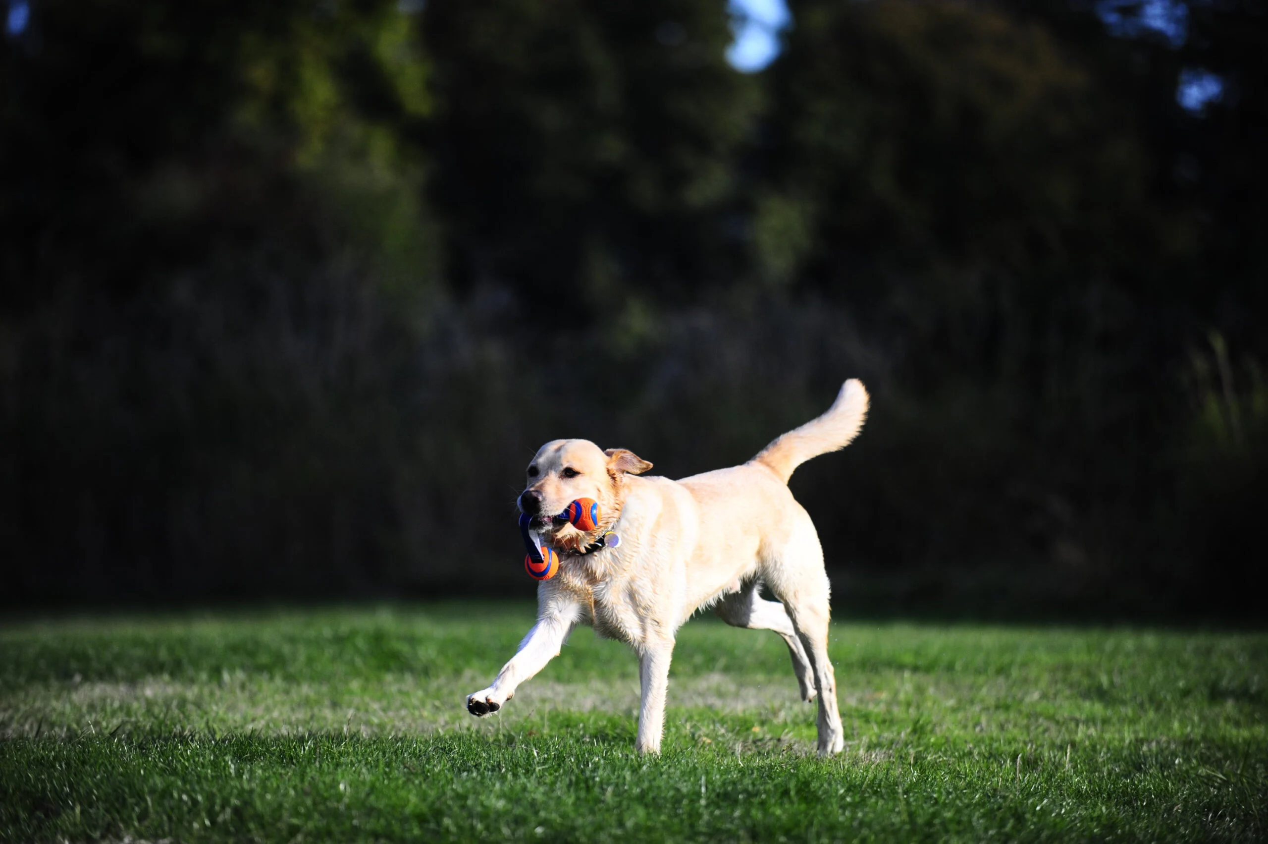 Gioco di tira e molla per cani con 2 palline da tennis e nastro di nylon, ø 5 cm – Chuckit! Ultra Duo Tug S - immagine 4