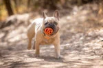 Palla da riporto galleggiante per cani, Ø 6 cm – Chuckit! Air Fetch Ball - immagine 3
