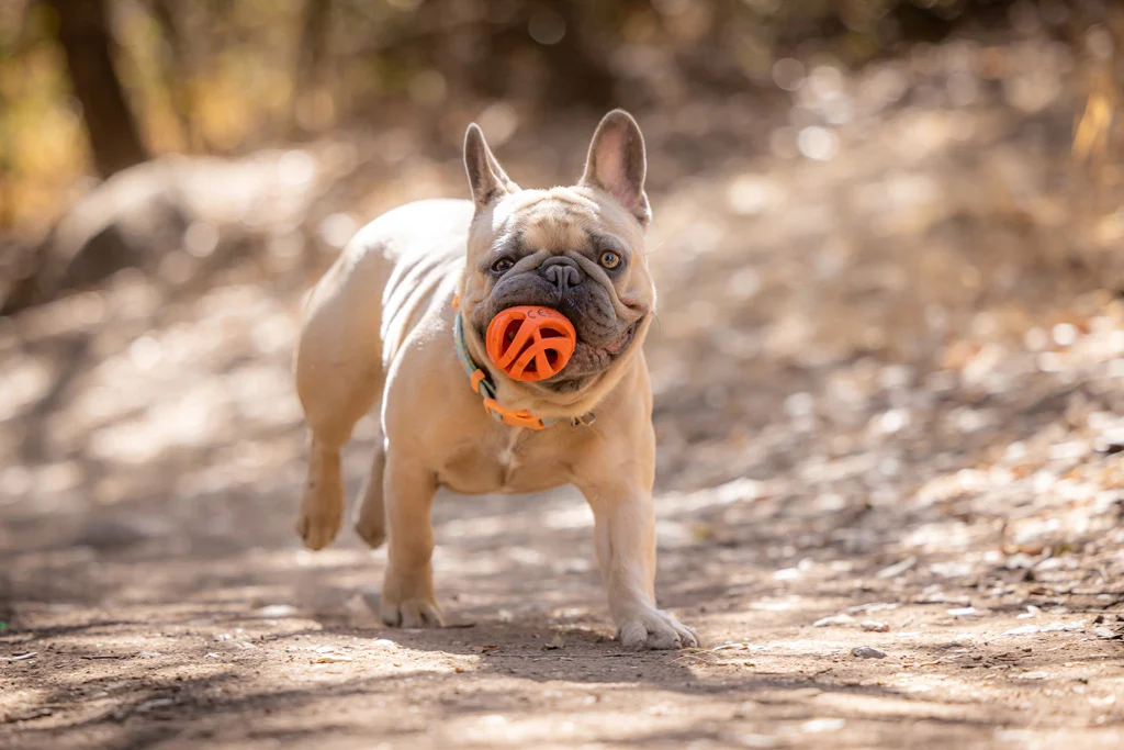 Palla da riporto galleggiante per cani, Ø 6 cm – Chuckit! Air Fetch Ball - immagine 3